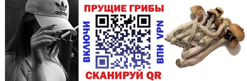 Псилоцибиновые грибы GOLDEN TEACHER  Кашира 