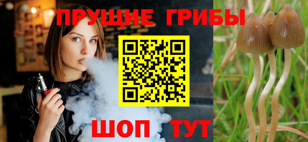 купить наркоту  Псилоцибиновые грибы Cubensis  Вход с VPN  Кашира 